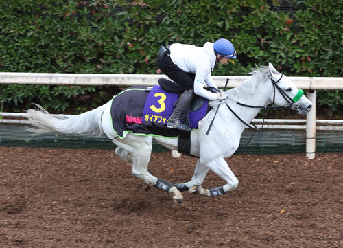 長岡騎手を背に坂路を単走で追い切るガイアフォース（撮影・白石智彦）