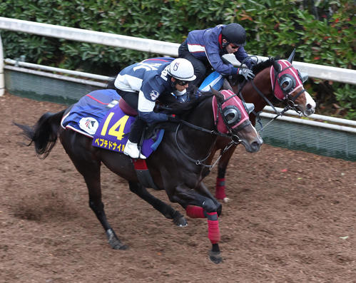 藤岡佑騎手を背に坂路をホークフィールド（右）と併せ馬で追い切るペプチドナイル（撮影・白石智彦）