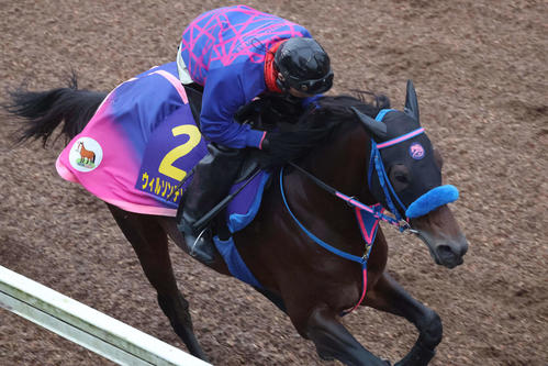 力強いフットワークで美浦坂路を駆け上がるウィルソンテソーロ（撮影・丹羽敏通）