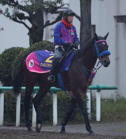 11月27日、夜明け前から乗り運動するウィルソンテソーロ（撮影・丹羽敏通）