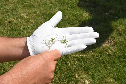 その日プレーする芝がどんなタイプか、知ることが大事だ